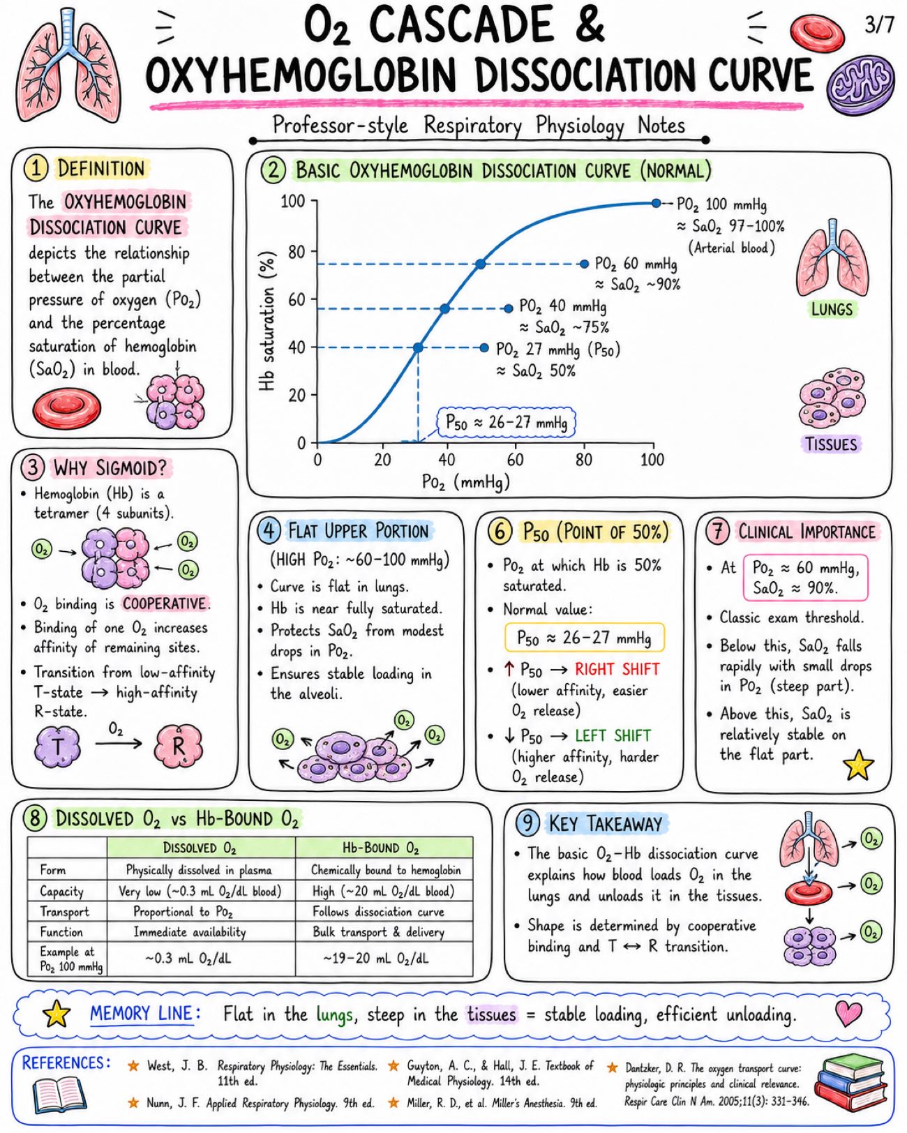 Notes on Oxygen Cascade and Hemoglobin Dissociation Curve - Anesthesia - Physiology - Respiratory page 3 of 7 | medical study notes